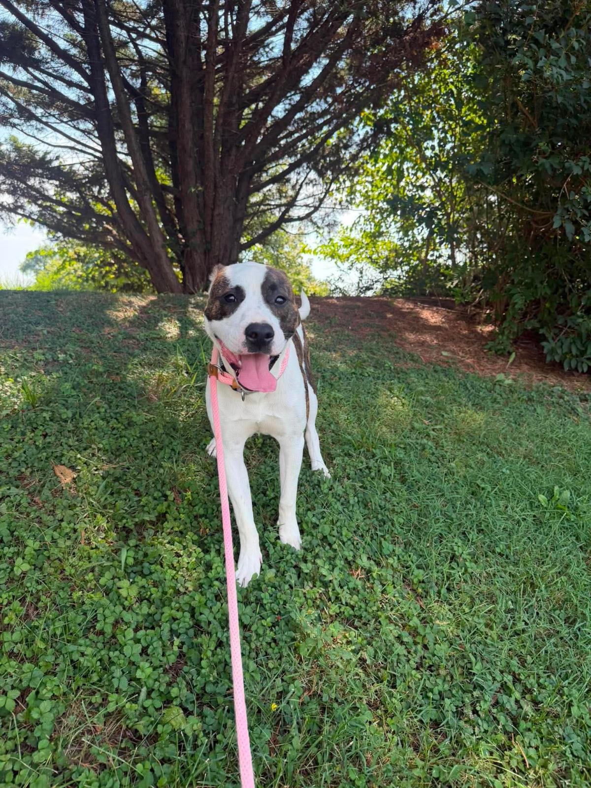 Enlarge Curry, a Adoptable mixed breed in Front Royal, VA image 3/4