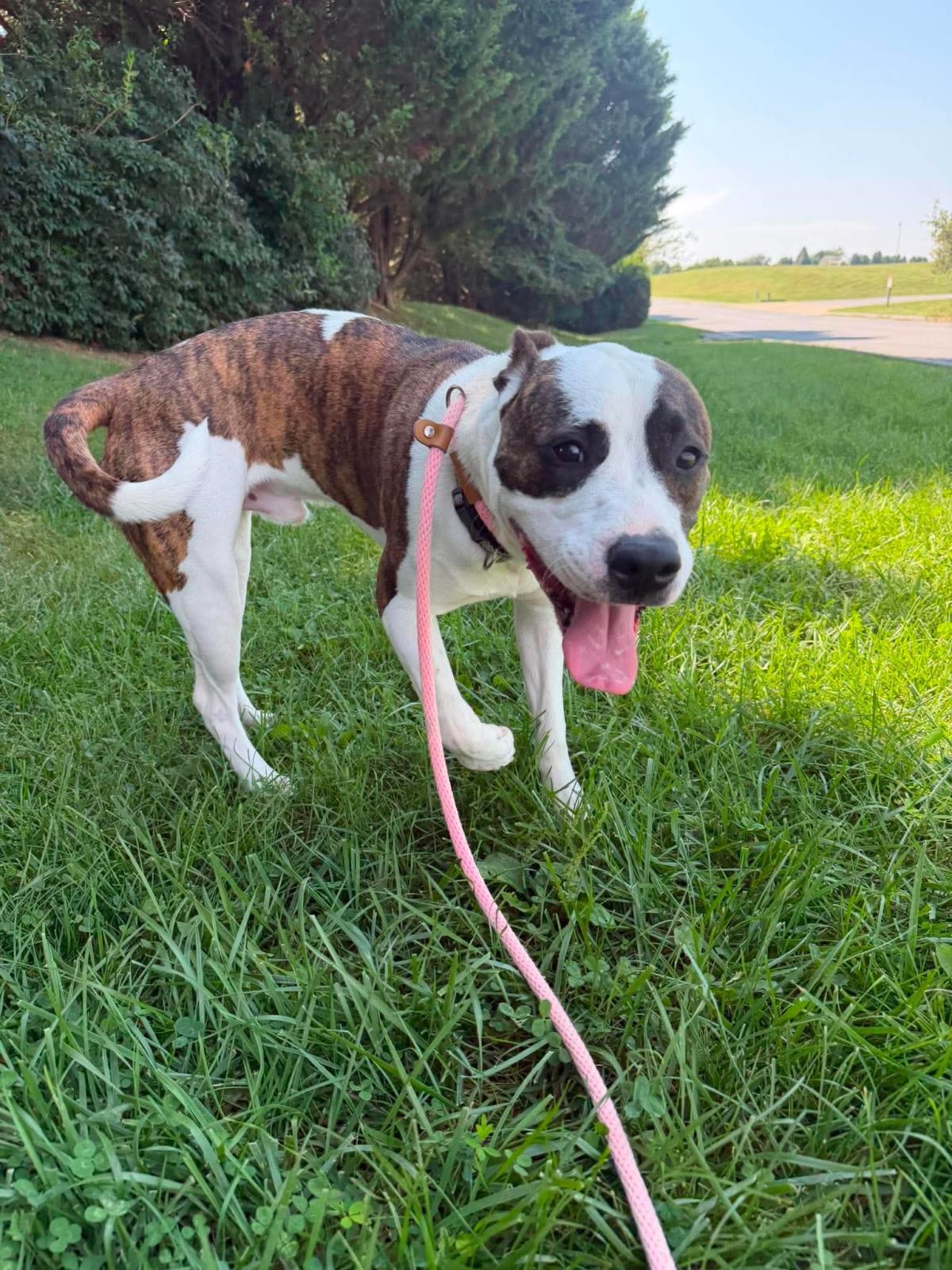 Enlarge Curry, a Adoptable mixed breed in Front Royal, VA image 4/4