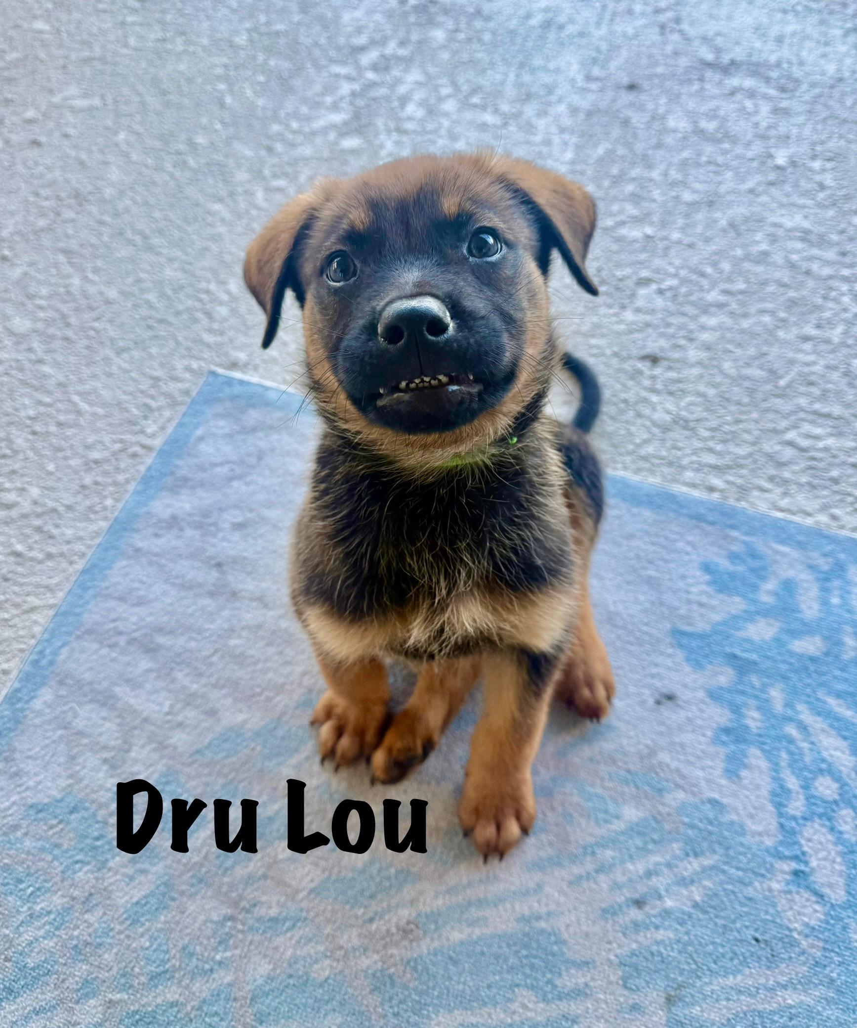 Enlarge Dru Lou, a ADOPTABLE mixed breed in Clermont, FL image 1/1