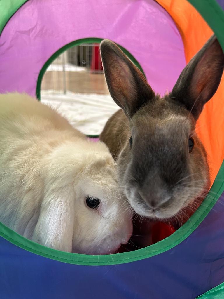 Yuki / Kuri, Adoptable, Adult Male Lop Eared.