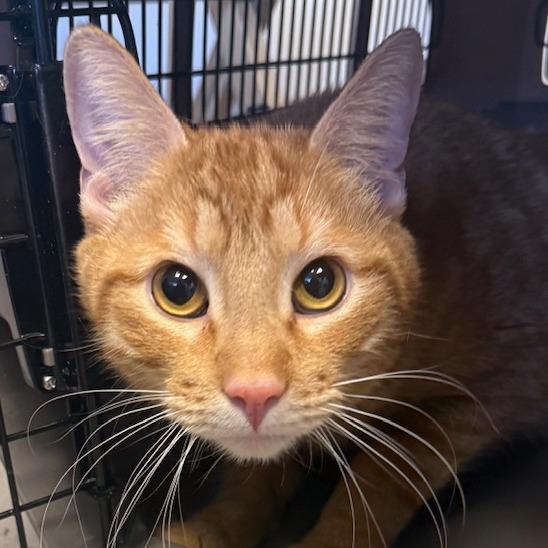 Squnchy, Adoptable, Adult Male Domestic Short Hair.