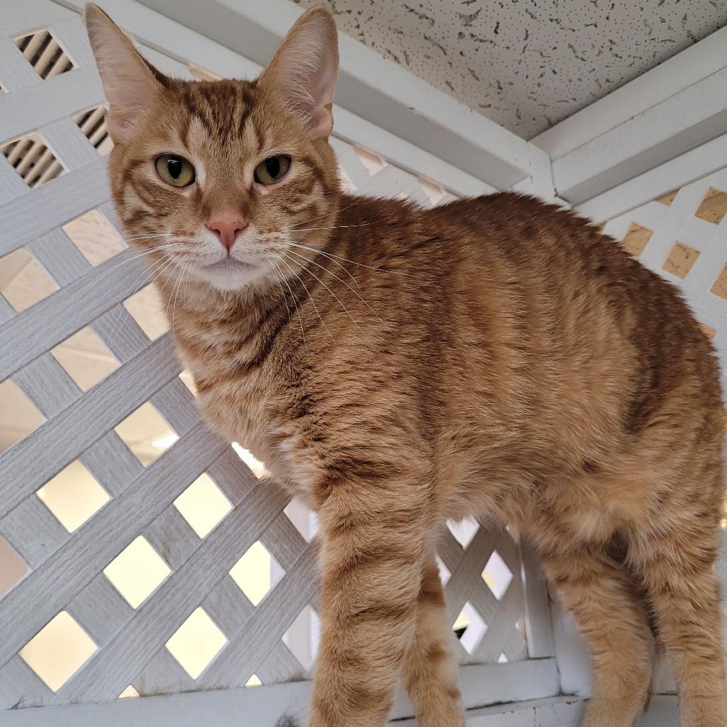 Enlarge Squnchy, a Adoptable Domestic Short Hair in Las Vegas, NV image 2/2