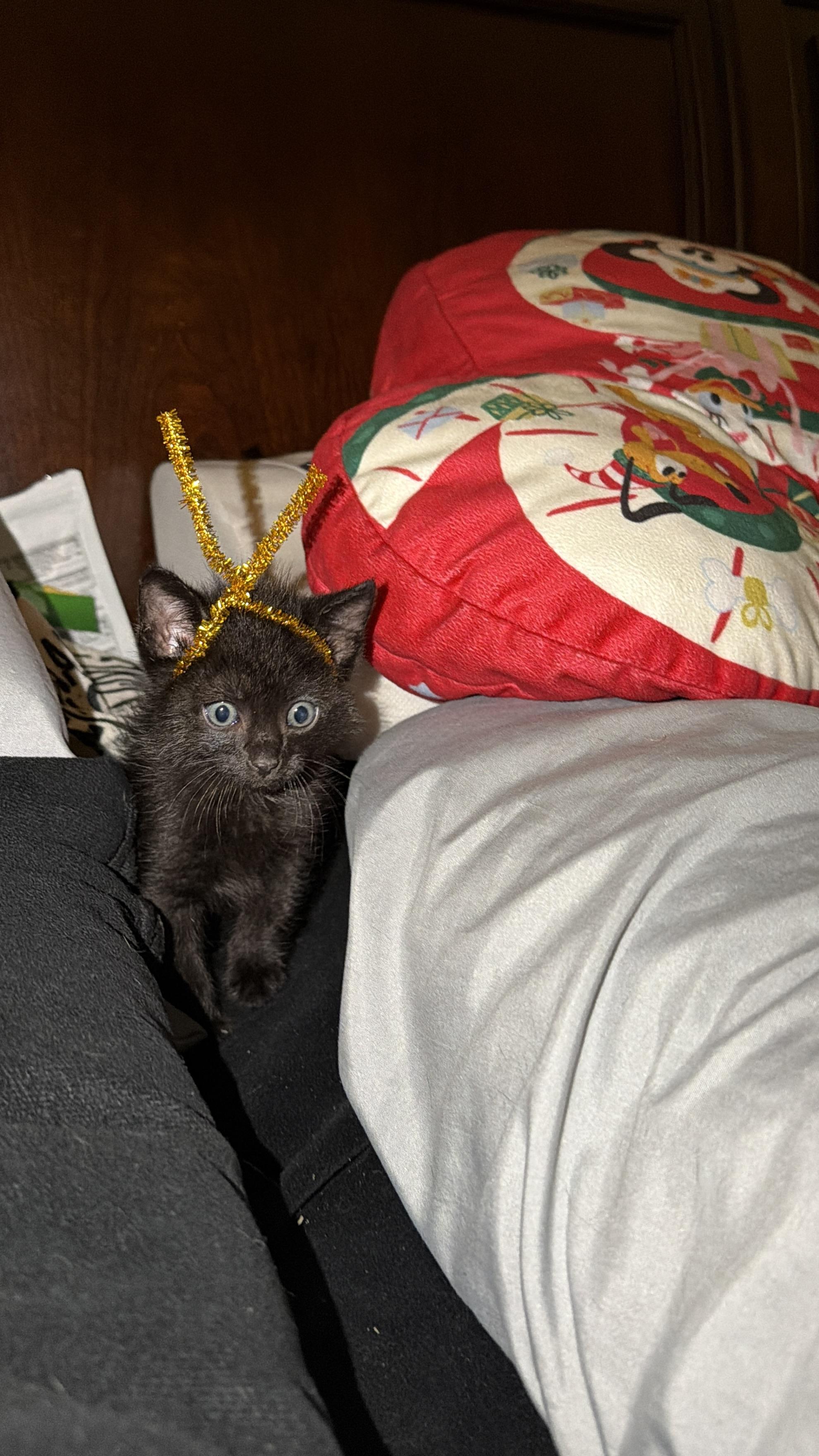 Rocky, adopted, Kitten Male American Shorthair.