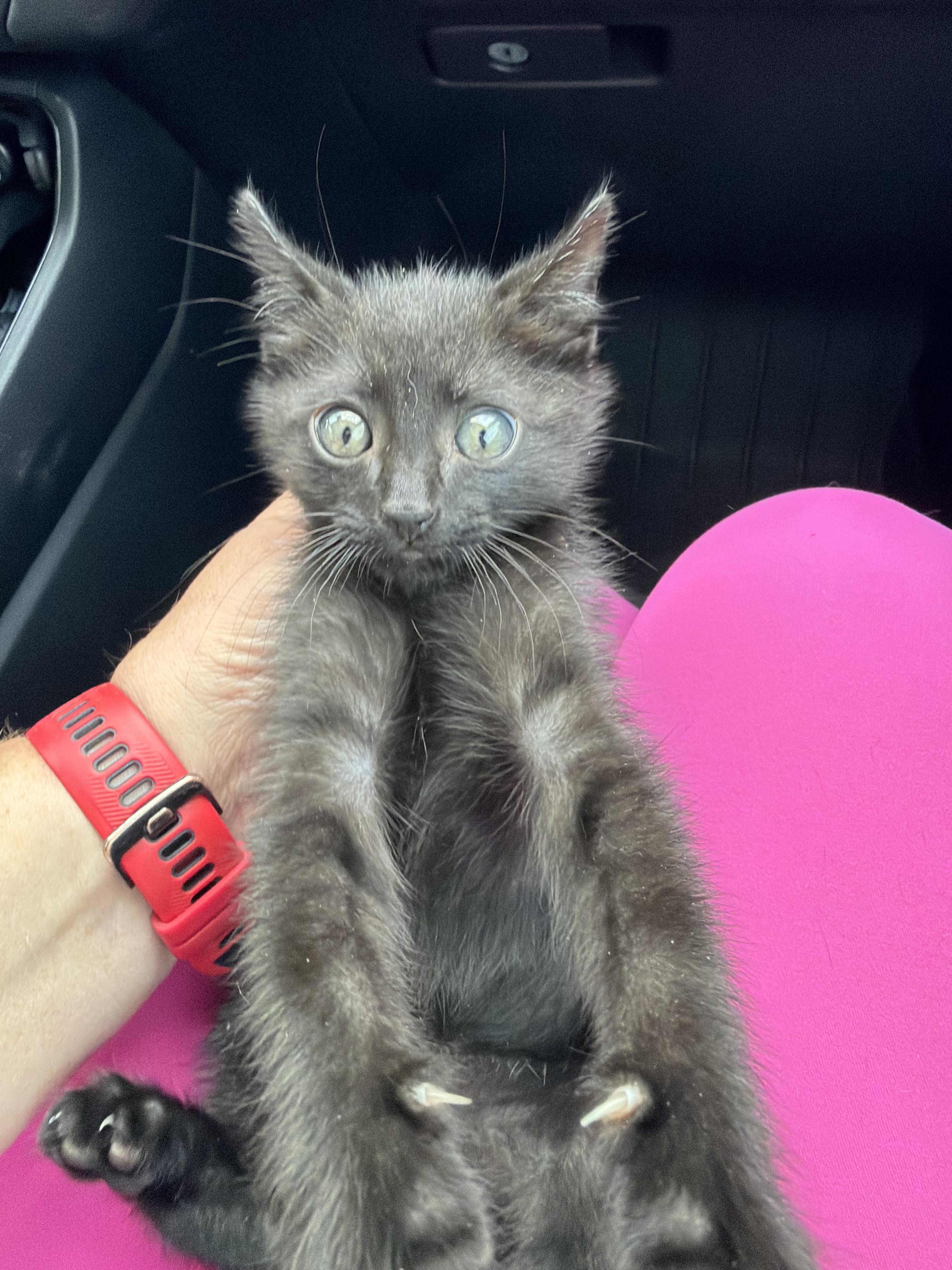 Rocky, an adopted American Shorthair in Maitland, FL image 3/5