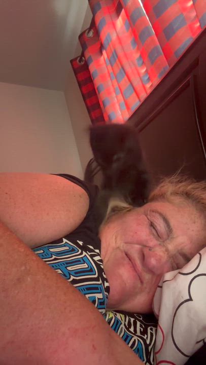 Enlarge Rocky, an adopted American Shorthair in Maitland, FL video 5/5