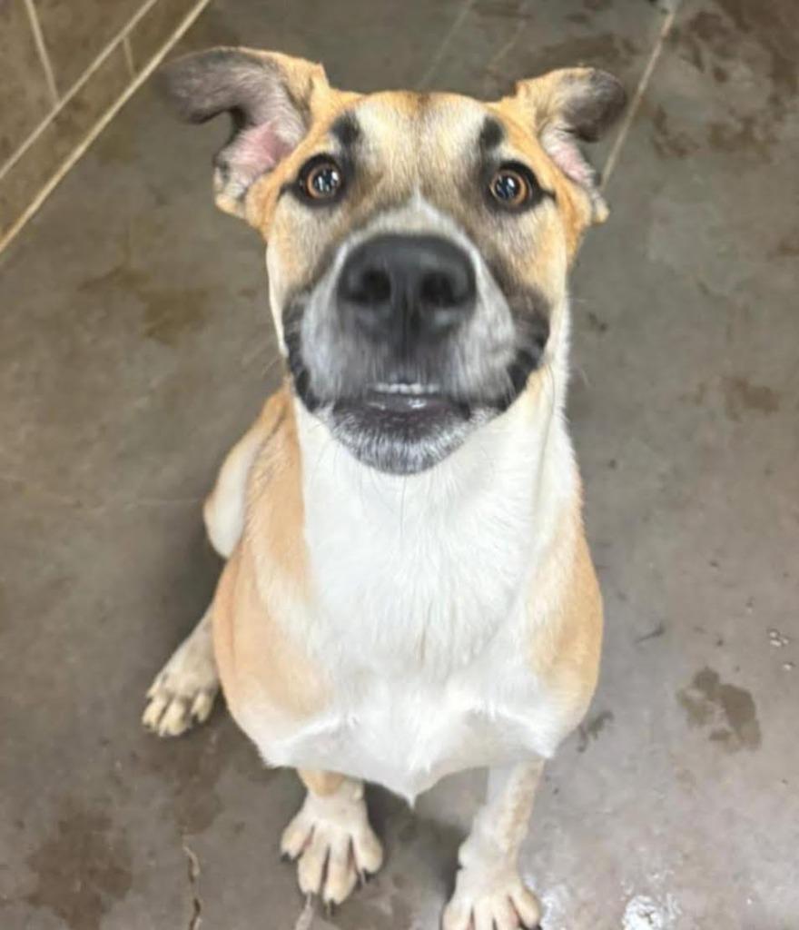 Fidget, Adoptable, Young Female Great Dane & Shepherd.