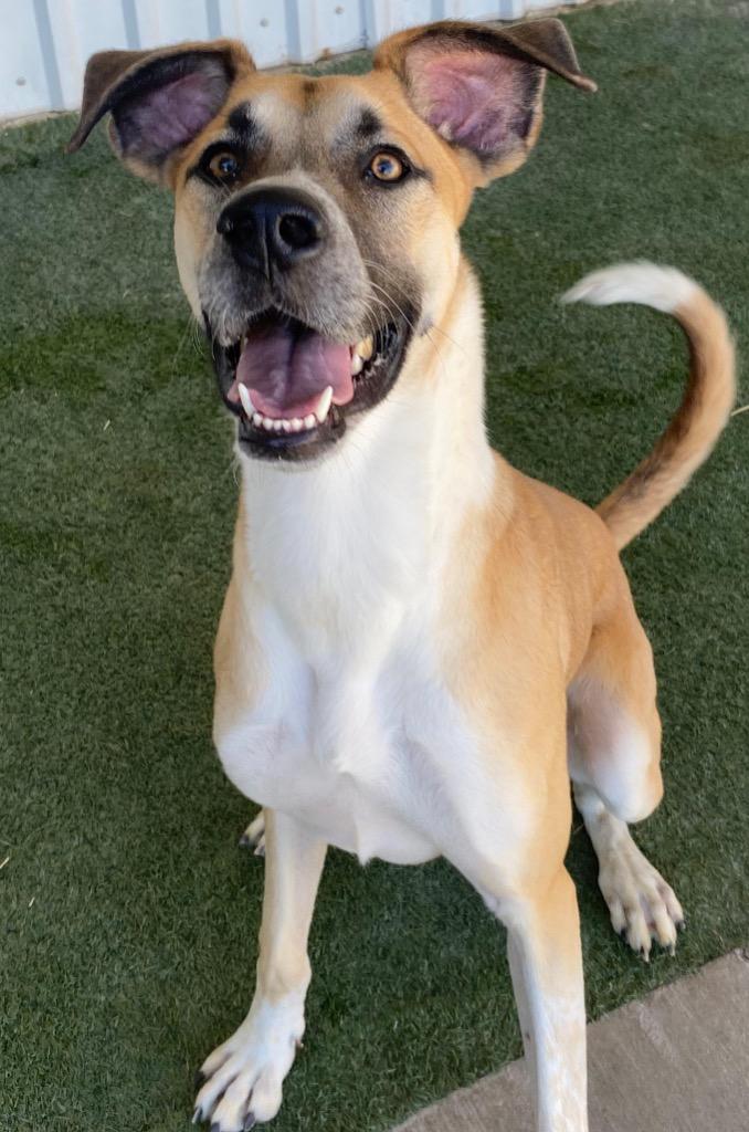 Fidget, a Adoptable mixed breed in Midland, TX image 2/6