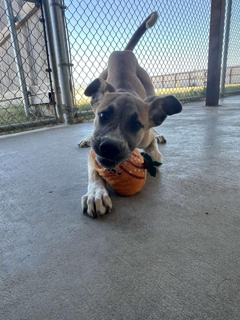 Fidget, a Adoptable mixed breed in Midland, TX image 3/6