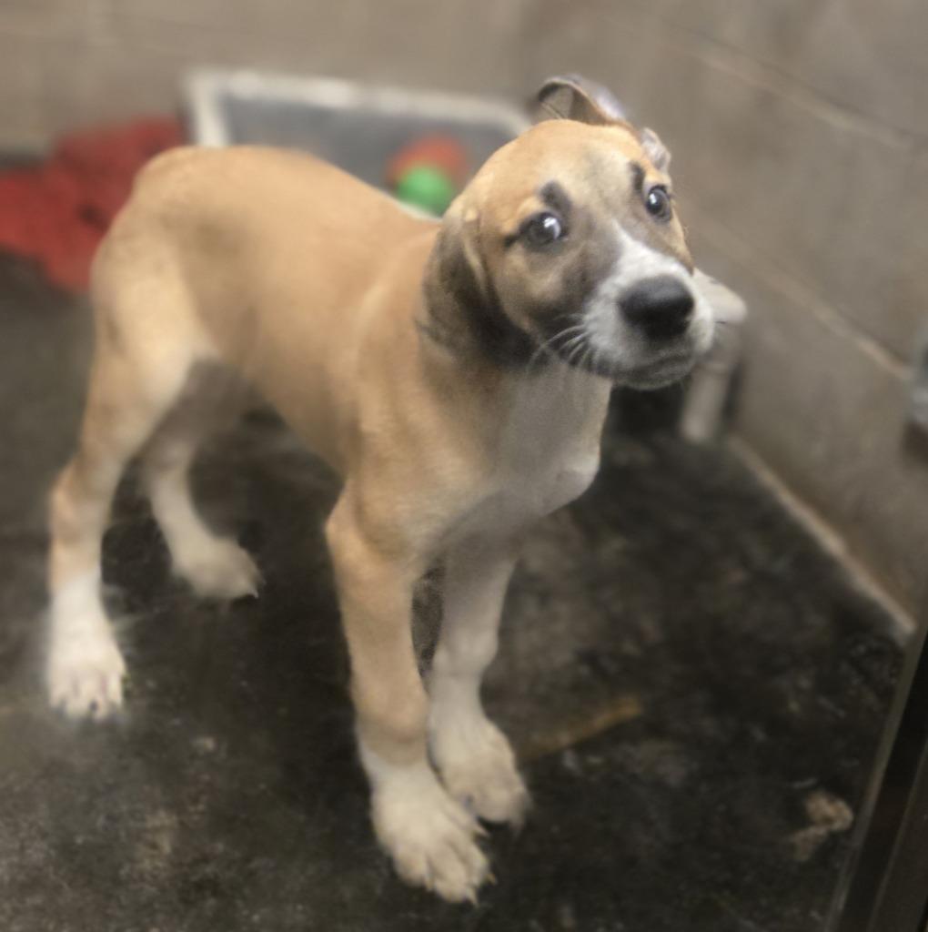 Fidget, a Adoptable mixed breed in Midland, TX image 4/6