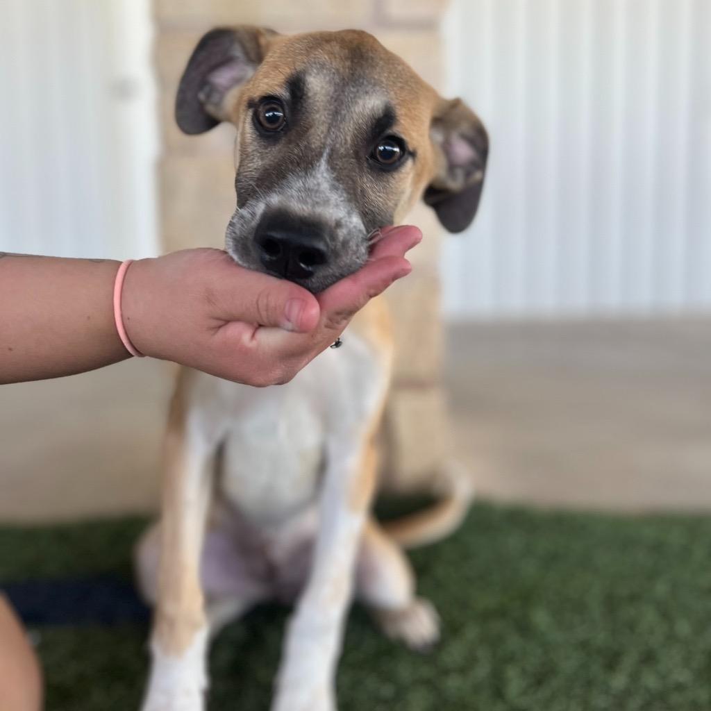 Fidget, a Adoptable mixed breed in Midland, TX image 5/6