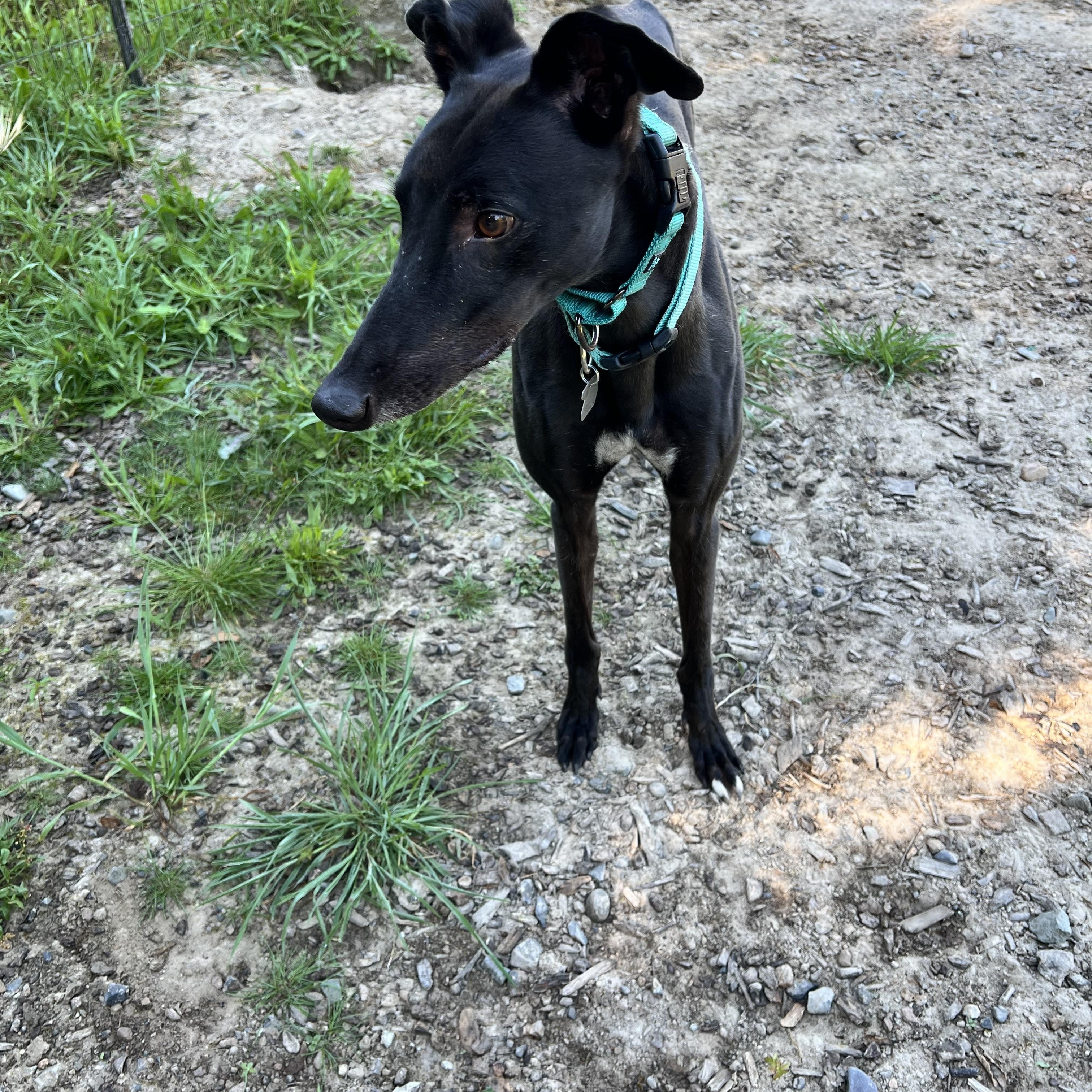 Enlarge Zarva, a ADOPTABLE Greyhound in Santa Rosa, CA image 2/2