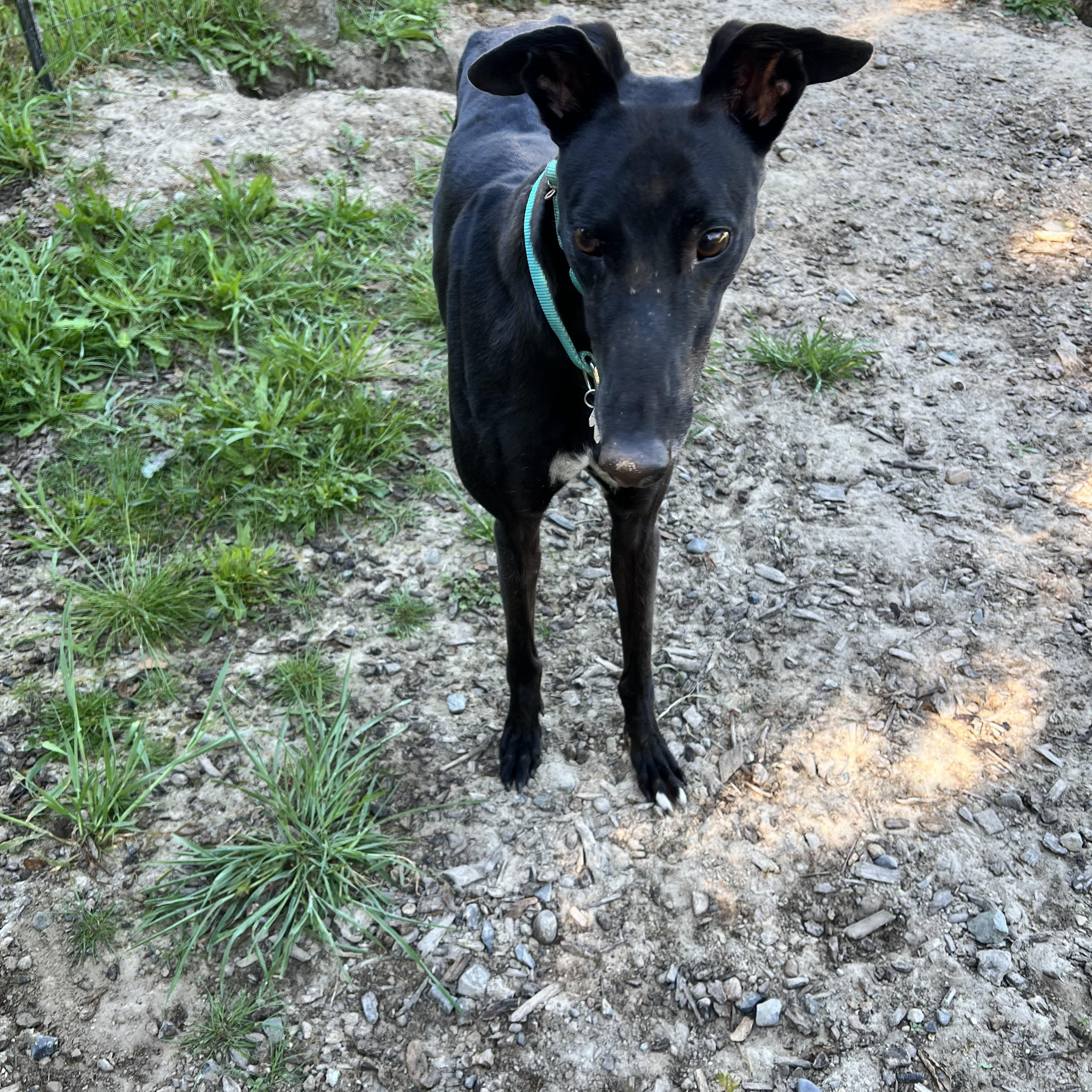 Zarva, ADOPTABLE, Adult Male Greyhound.