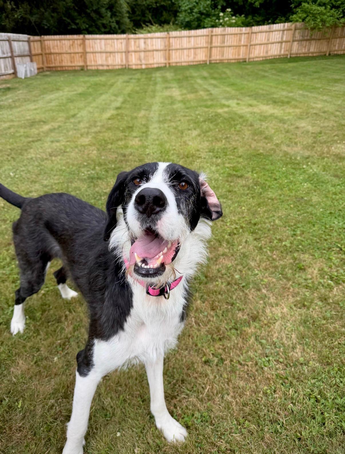 Stella, an adopted mixed breed in Kutztown, PA image 2/6