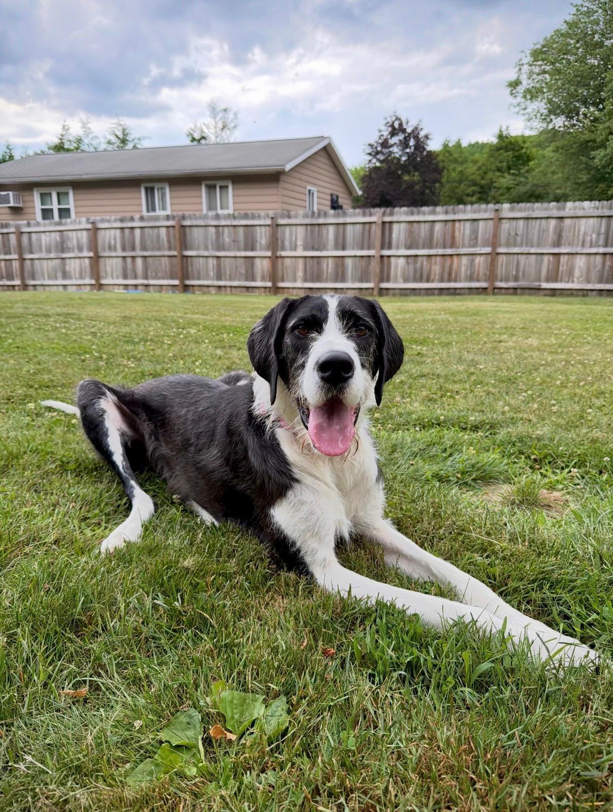 Stella, an adopted mixed breed in Kutztown, PA image 5/6