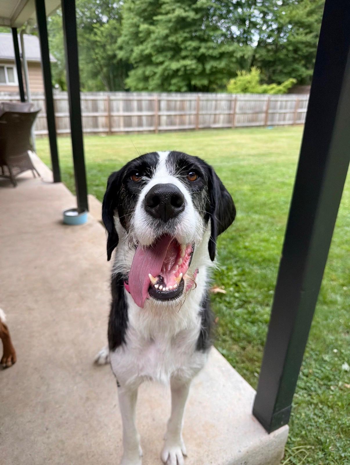 Stella, an adopted mixed breed in Kutztown, PA image 6/6