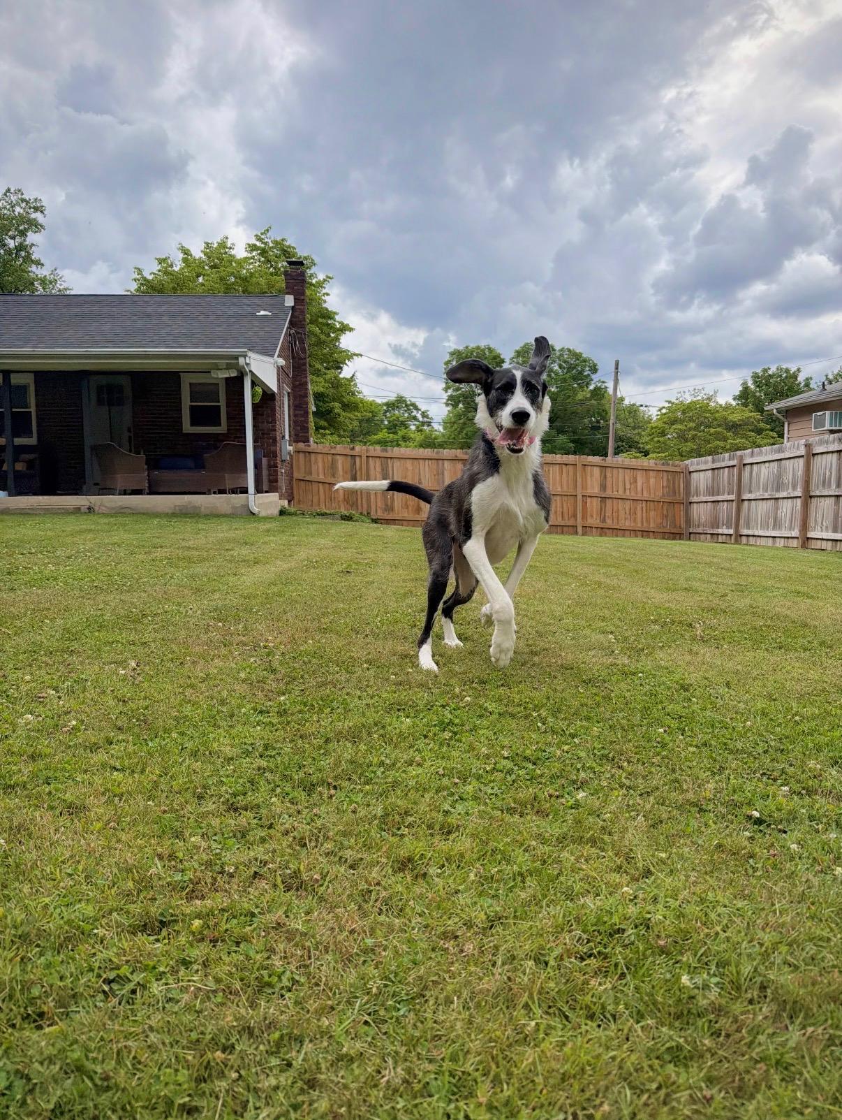 Stella, an adopted mixed breed in Kutztown, PA image 4/6
