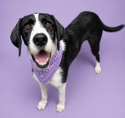 Stella, adopted, Adult Female Great Dane & Poodle.