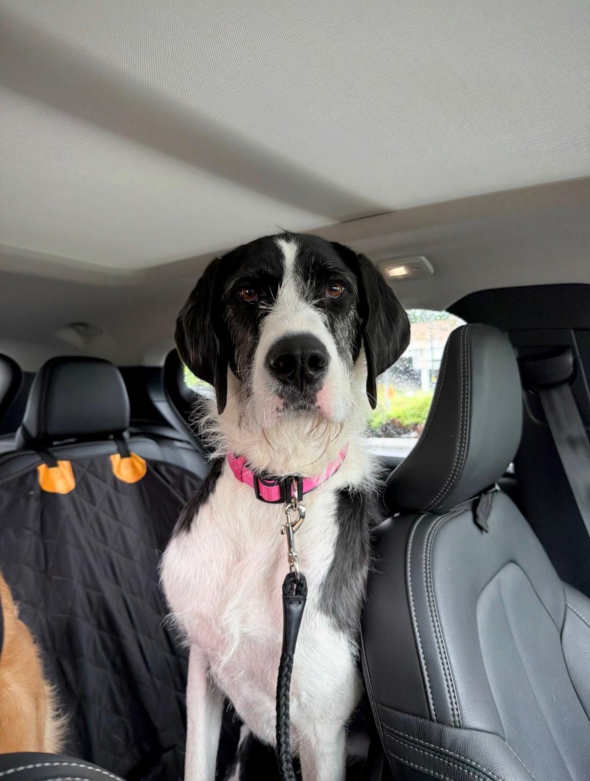 Stella, an adopted mixed breed in Kutztown, PA image 3/6