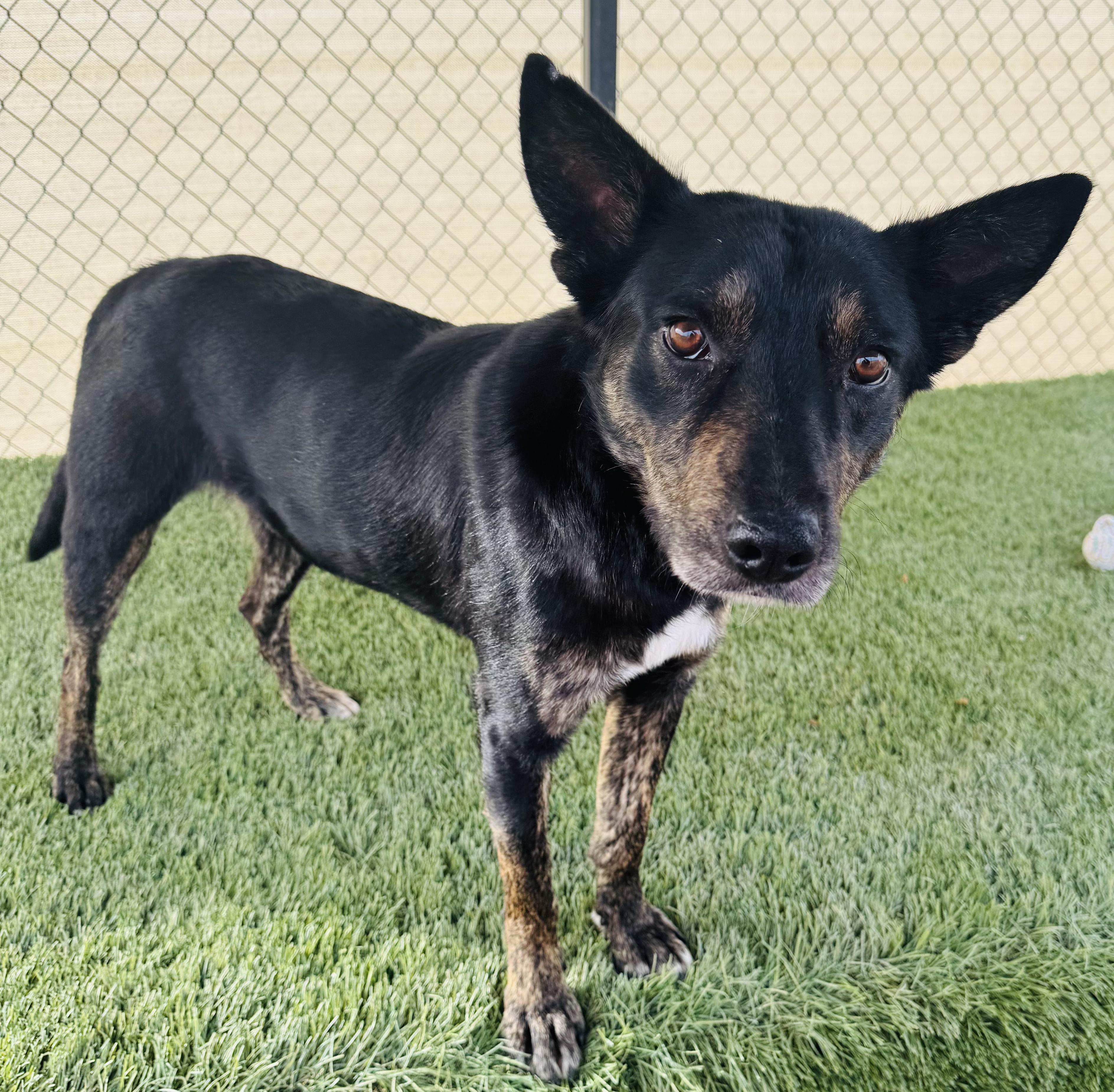 Enlarge Phoenix, a ADOPTABLE Mixed Breed in La Verkin, UT image 1/1