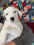Enlarge Dexter, a ADOPTABLE mixed breed in CLINTON, WA image 1/1