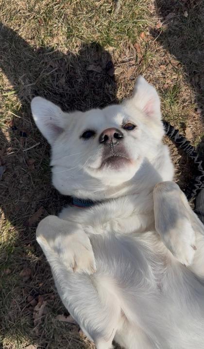 Lexy, Adoptable, Adult Female Siberian Husky & English Springer Spaniel.