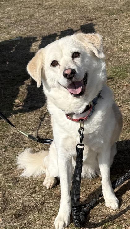 Enlarge Lexy, a Adoptable mixed breed in Lowell, MA image 3/3