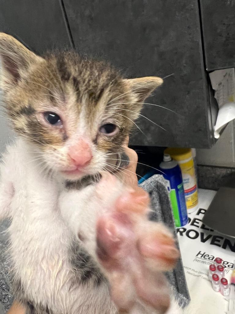 Ramen, Adoptable, Kitten Male Domestic Short Hair.