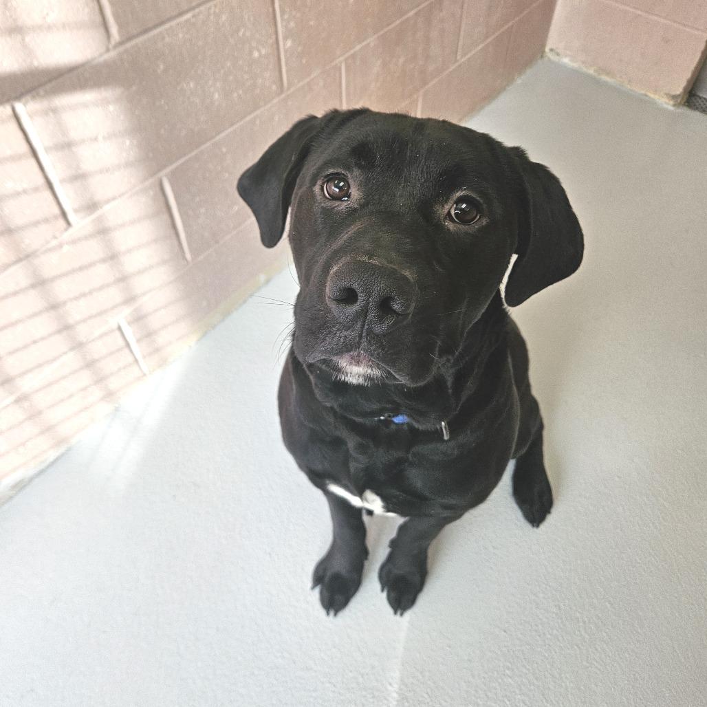 Mr. Echo, Adoptable, Young Male Labrador Retriever.