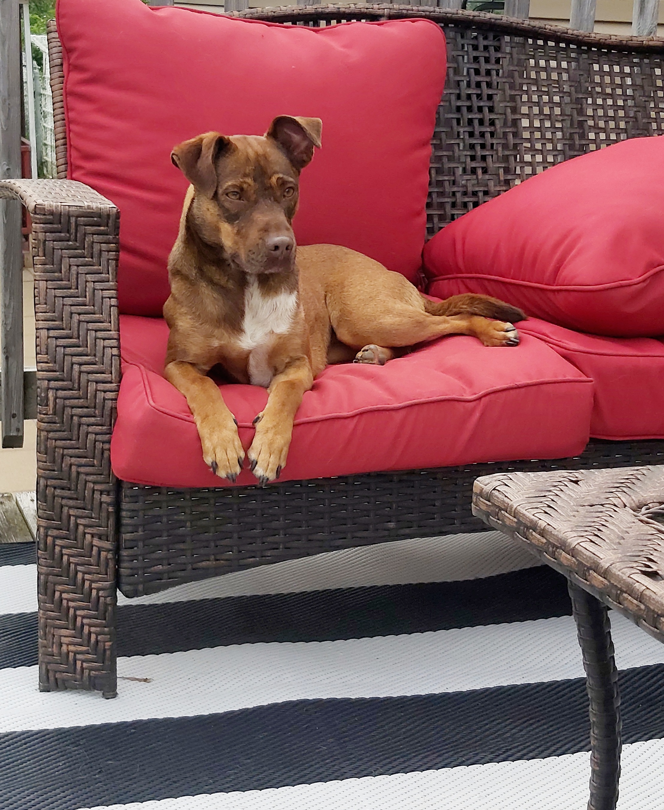 Stella, Young Female Mixed Breed