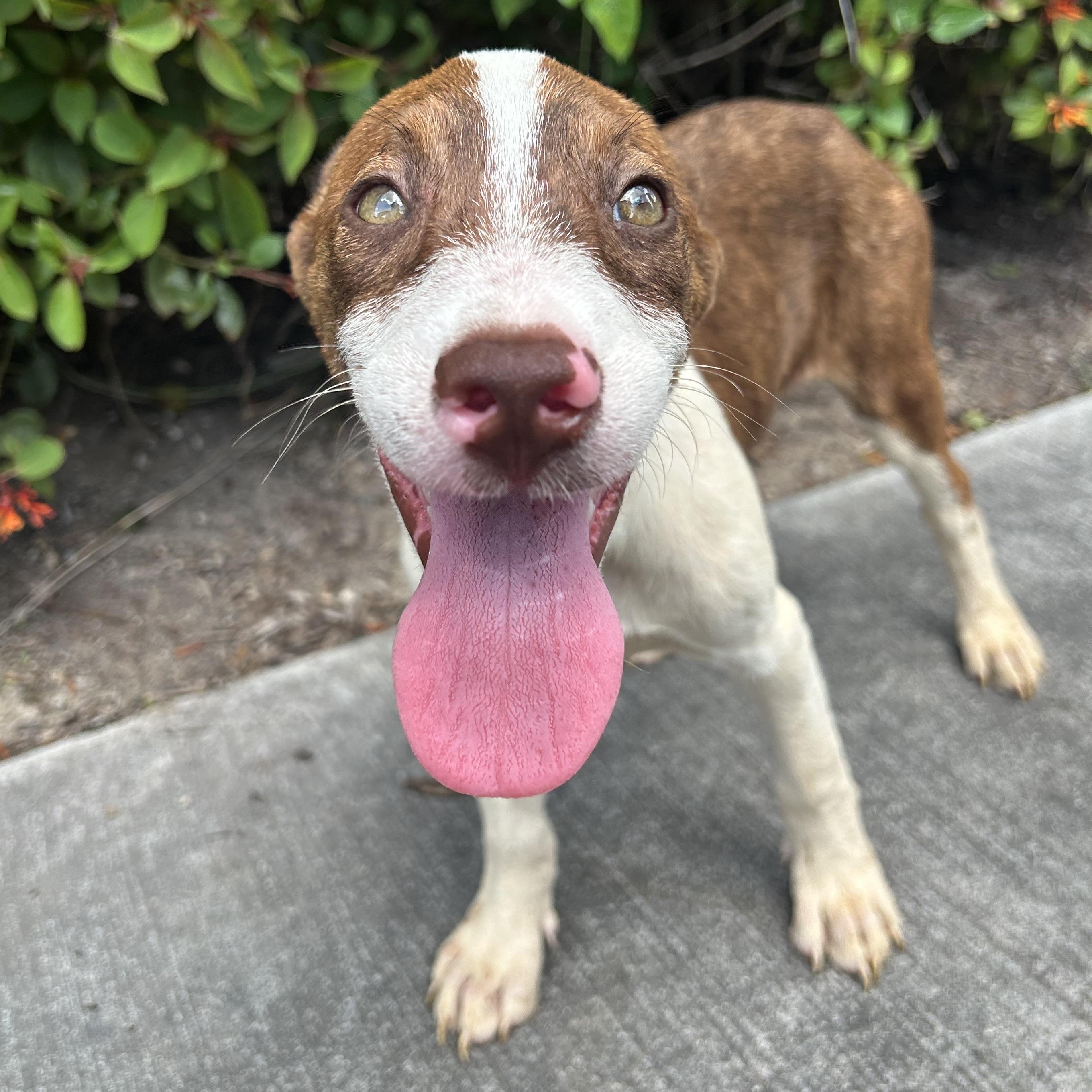 Honeybun thumbnail 2