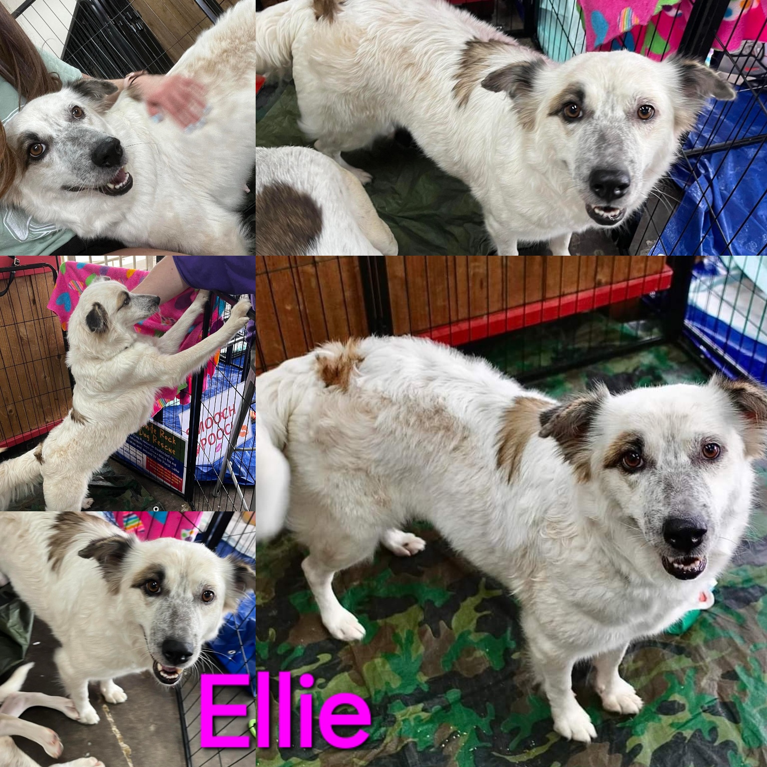 Ellie, Adult Female Australian Cattle Dog / Blue Heeler