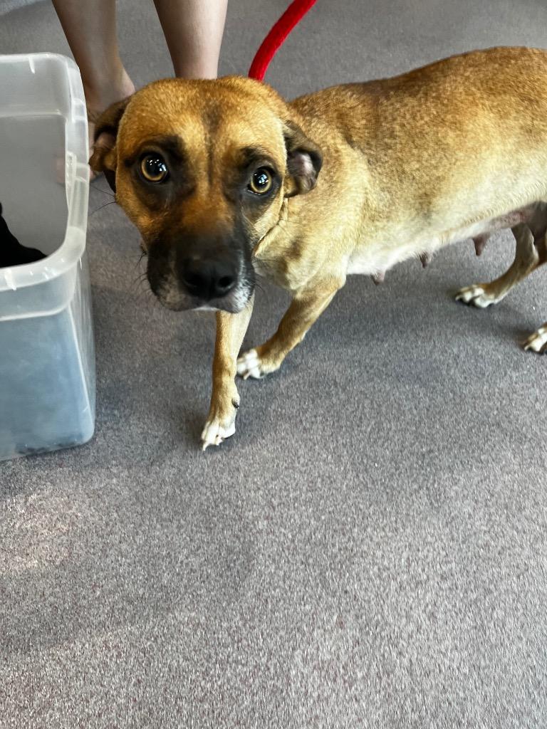 Hera, Adoptable, Adult Female Terrier.