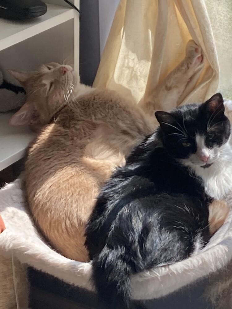 Charlie, a Adoptable mixed breed in Powder Springs, GA image 1/6