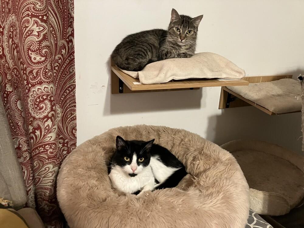 Charlie, a Adoptable mixed breed in Powder Springs, GA image 2/6