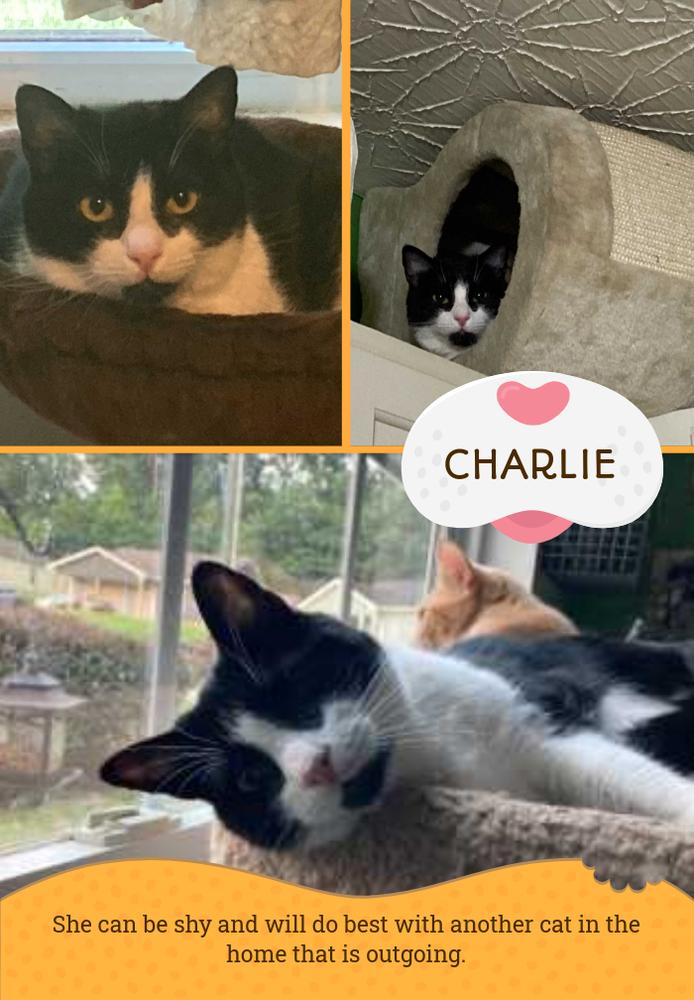 Charlie, a Adoptable mixed breed in Powder Springs, GA image 3/6