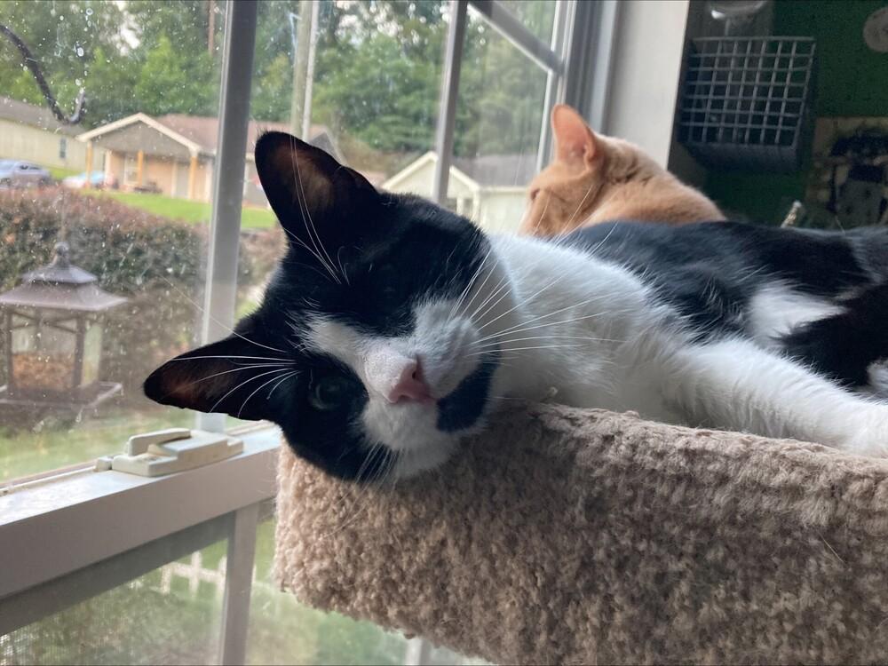 Charlie, Adoptable, Adult Female Domestic Short Hair & Domestic Short Hair.