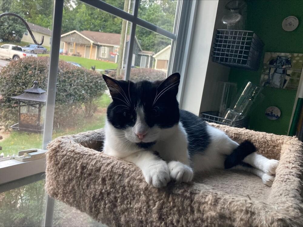 Charlie, a Adoptable mixed breed in Powder Springs, GA image 5/6