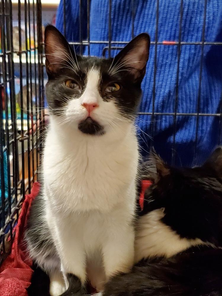 Charlie, a Adoptable mixed breed in Powder Springs, GA image 6/6