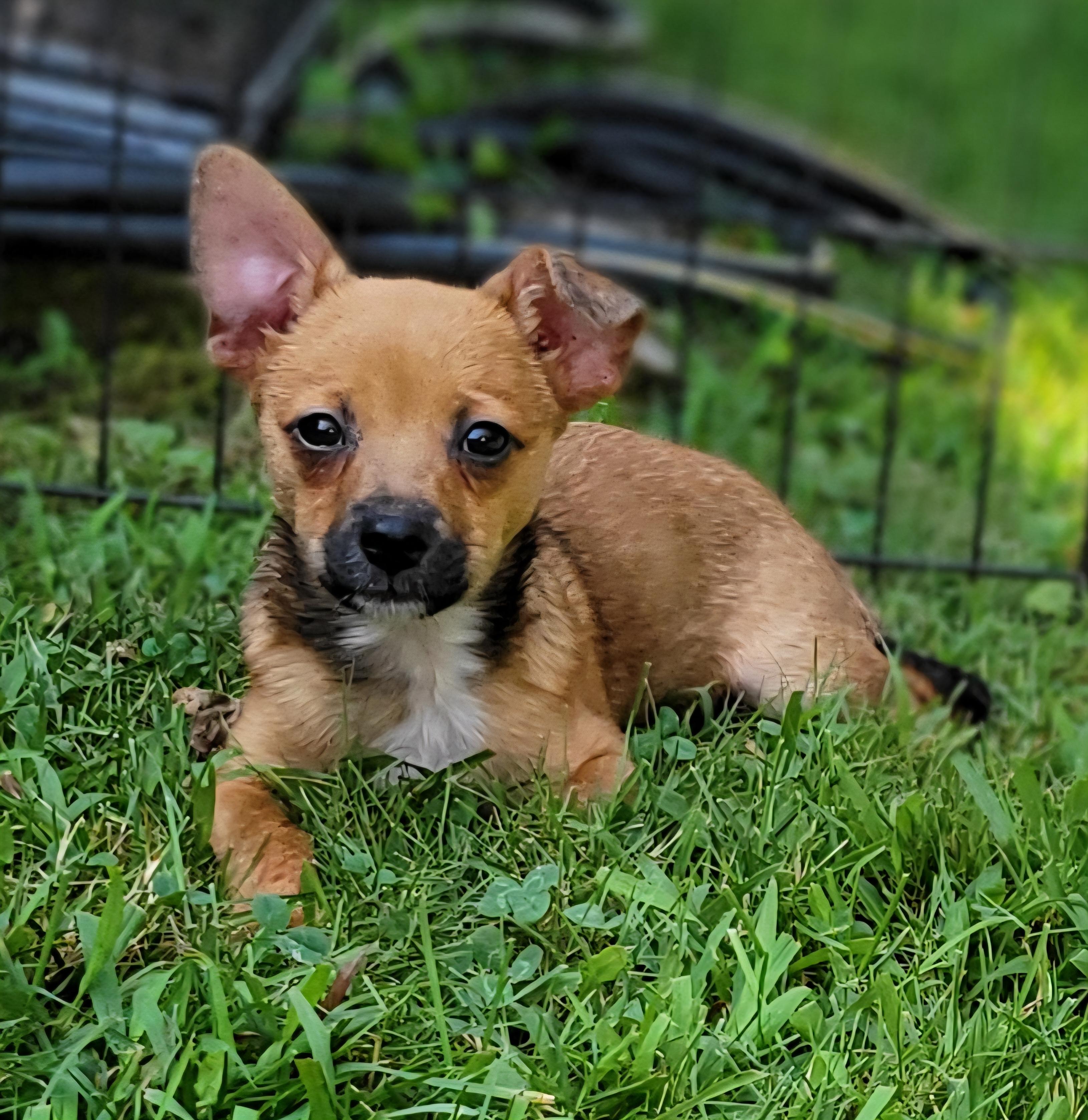Lincoln, adopted, Puppy Male Chihuahua.