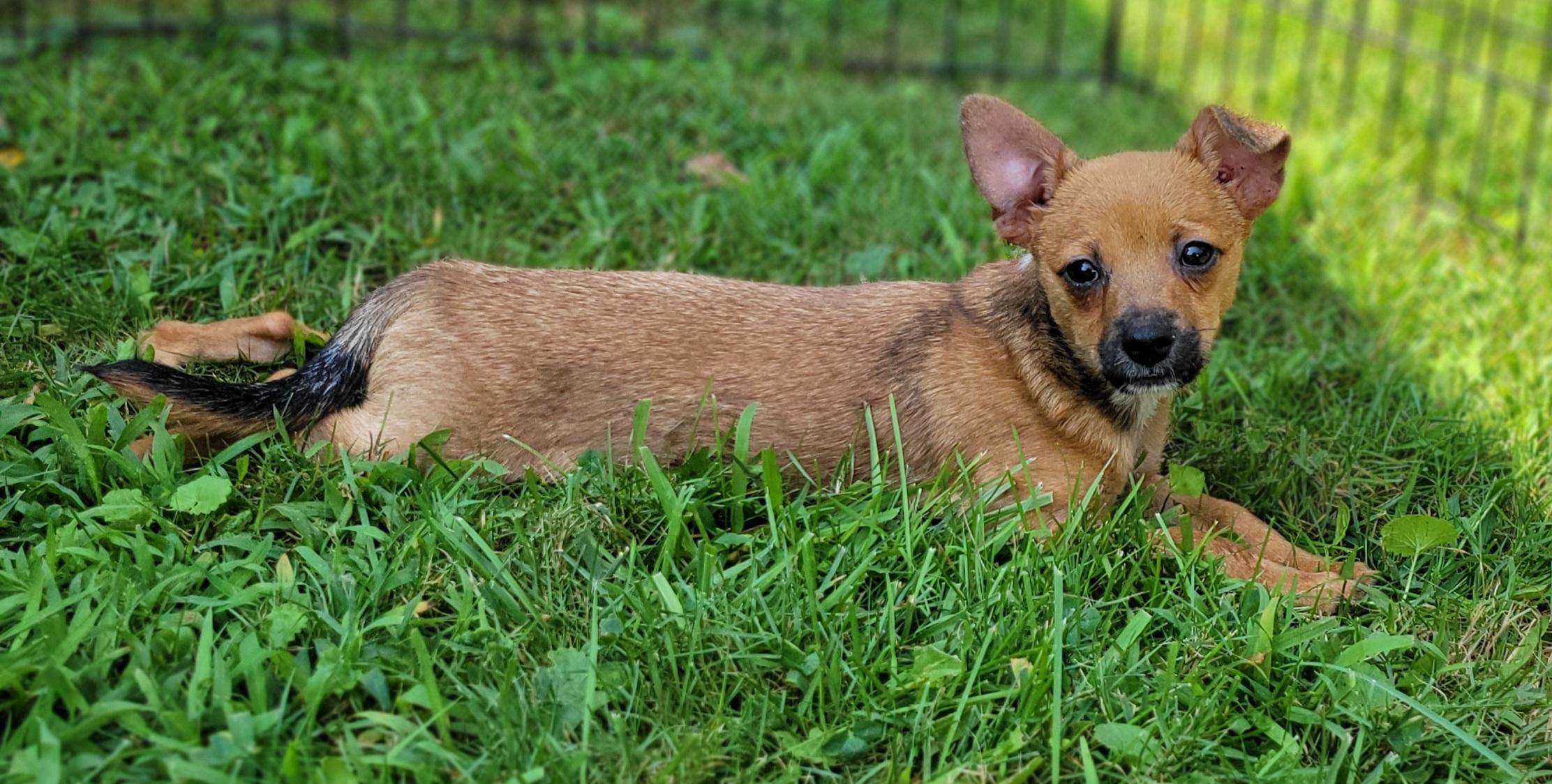 Lincoln, an adopted mixed breed in Elwood, NJ image 2/6