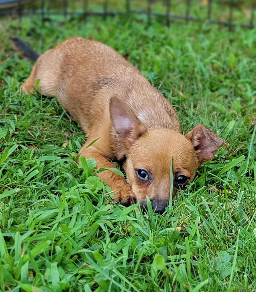 Lincoln, an adopted mixed breed in Elwood, NJ image 3/6