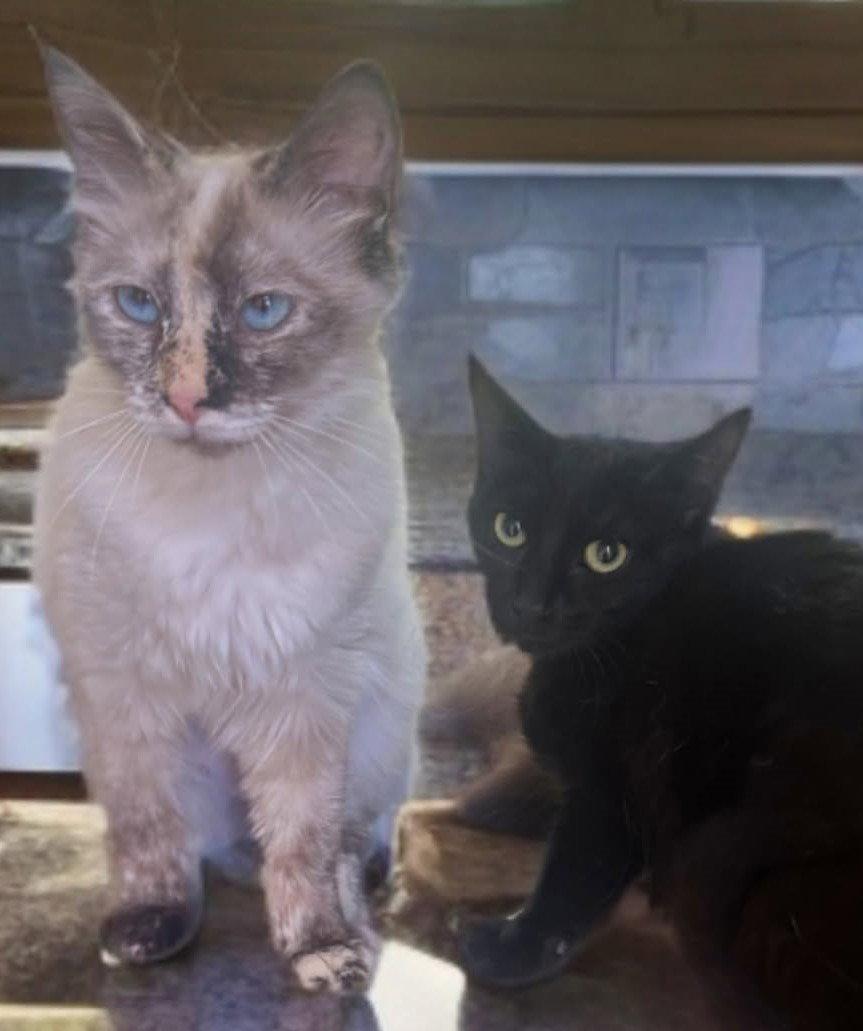 Lily and Rose, a Adoptable mixed breed in Palo Alto, CA image 1/3