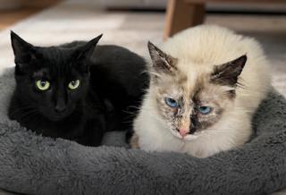 Lily and Rose, a Adoptable mixed breed in Palo Alto, CA image 2/3