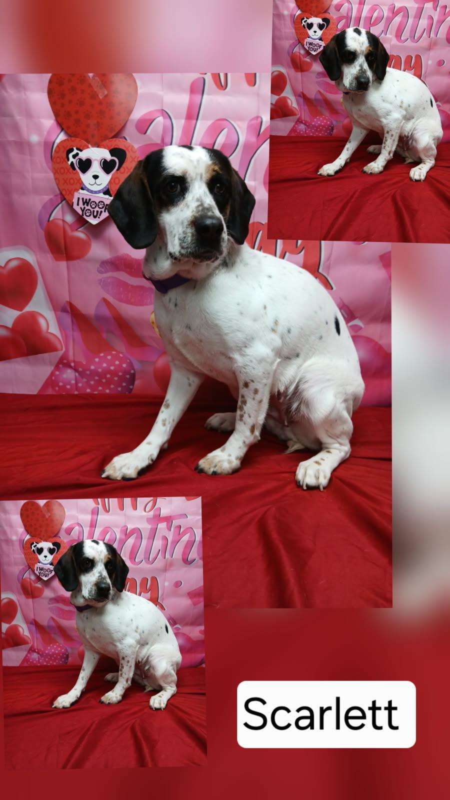 Enlarge Scarlet, a ADOPTABLE mixed breed in Urbana, OH image 1/2