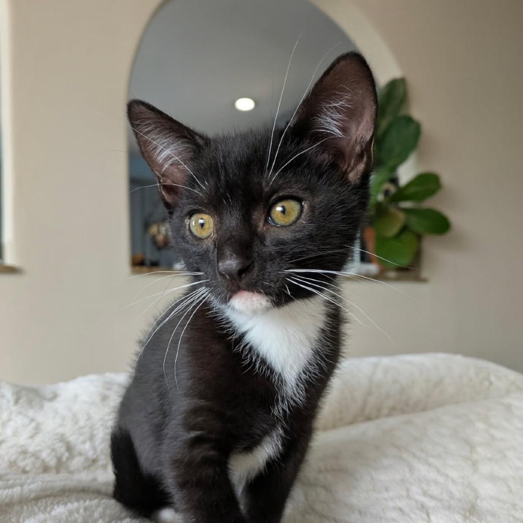 Rye, Adoptable, Kitten Male Domestic Short Hair.