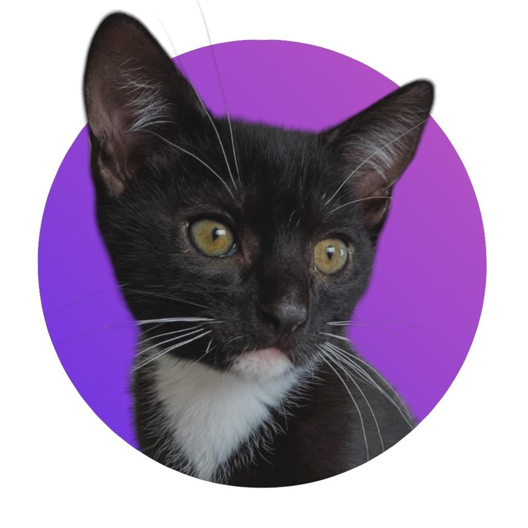 Enlarge Rye, a Adoptable Domestic Short Hair in Pacific Grove, CA image 3/6