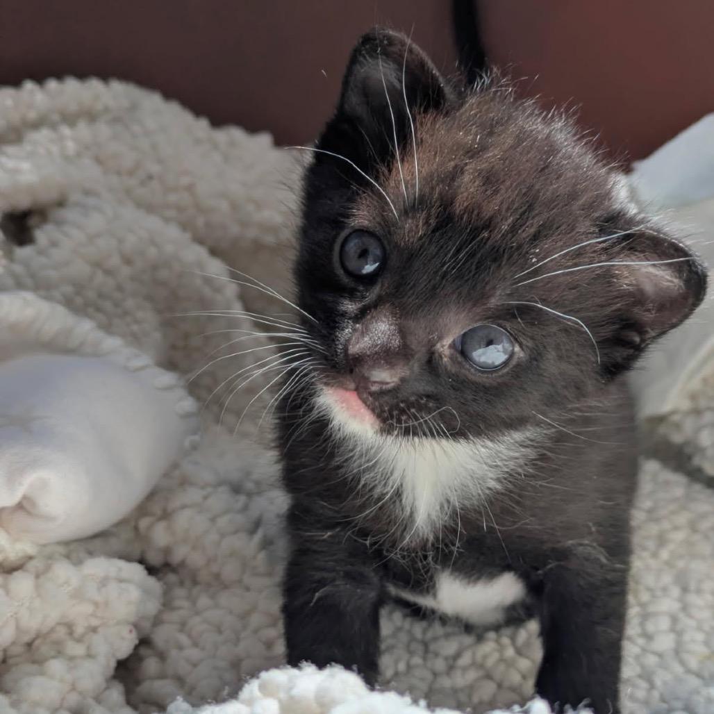 Enlarge Rye, a Adoptable Domestic Short Hair in Pacific Grove, CA image 5/6