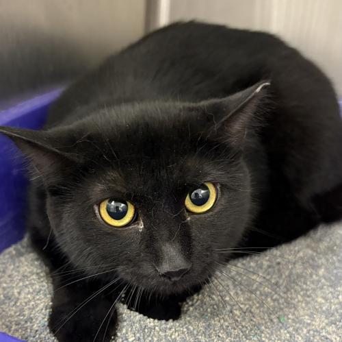 Duster, a Adoptable Domestic Short Hair in Webster, MA image 1/2
