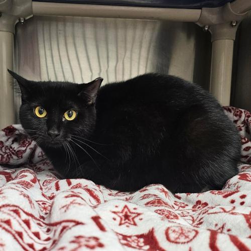 Duster, a Adoptable Domestic Short Hair in Webster, MA image 2/2