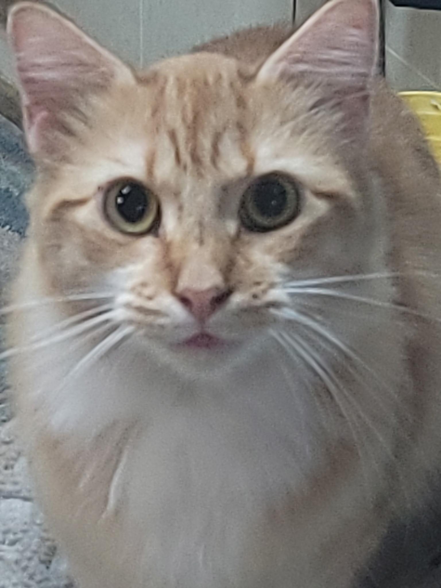 Joe Dirt, Adoptable, Adult Male Domestic Long Hair.